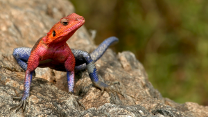 agama agama lagarto
