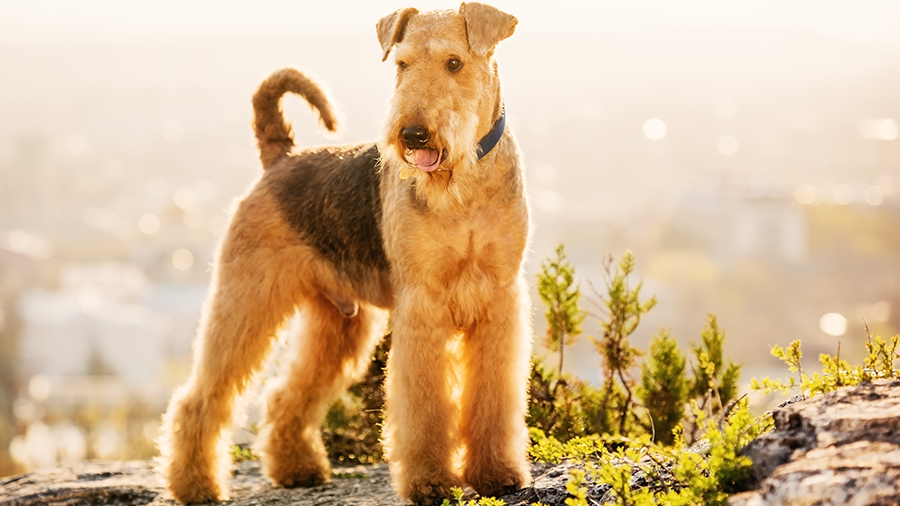 Conheça o Airedale Terrier, um cão cheio de energia e esperteza