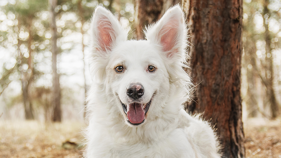 cachorro albino branco