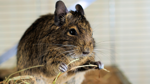degu roedor