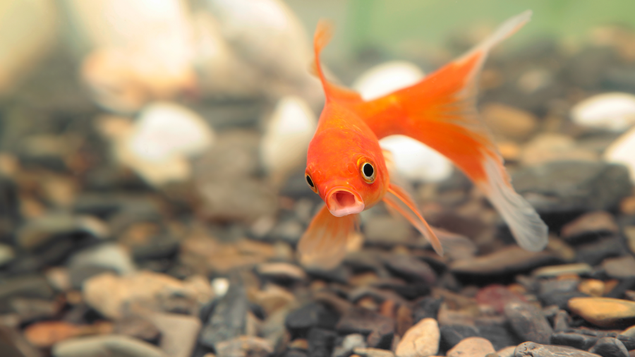 S.O.S. aquático: como saber se o seu peixinho está doente