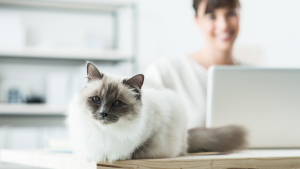 gato branco e cinza