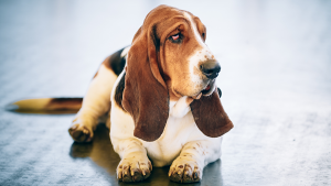 Basset Hound