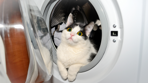 gato na maquina de lavar roupa