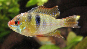 peixe com íctio