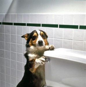 cachorro no banheiro