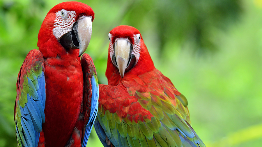 Quais são as espécies de aves mais conhecidas no Brasil?