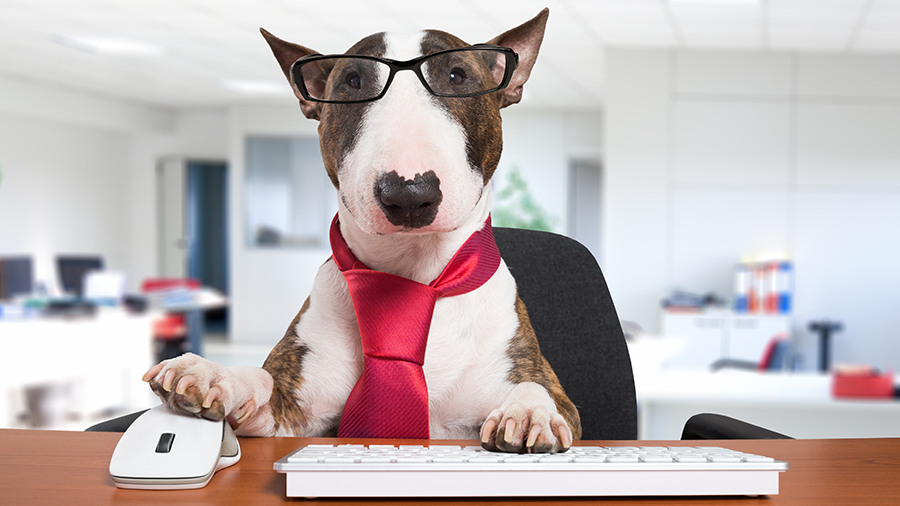 Pets no ambiente de trabalho são antídoto contra estresse