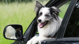 cachorro no carro