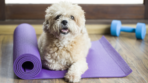 cachorro yoga