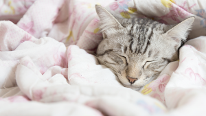 gato dormindo