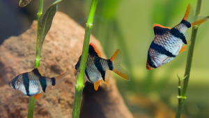 peixinhos