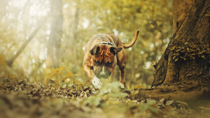 terrier
