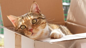 gato dentro da caixa
