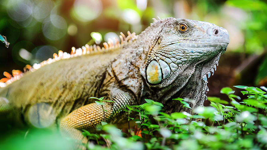 Conheça melhor a exótica iguana, popular em todo o continente americano