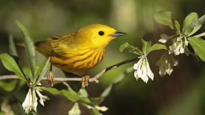 passarinho amarelo
