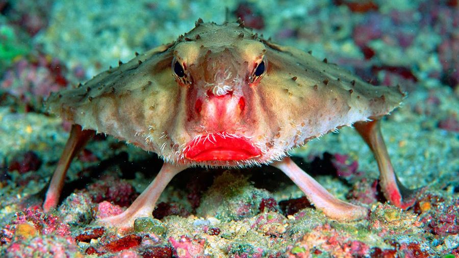 Conheça o exótico peixe-morcego dos lábios vermelhos