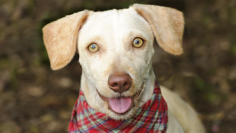 Saiba quando a remela pode indicar algum problema nos olhos do seu cão