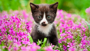 filhote de gato