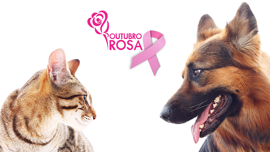 Outubro Rosa: saiba tudo sobre o câncer de mama nos pets