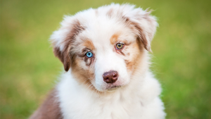 cachorro-heterocromia