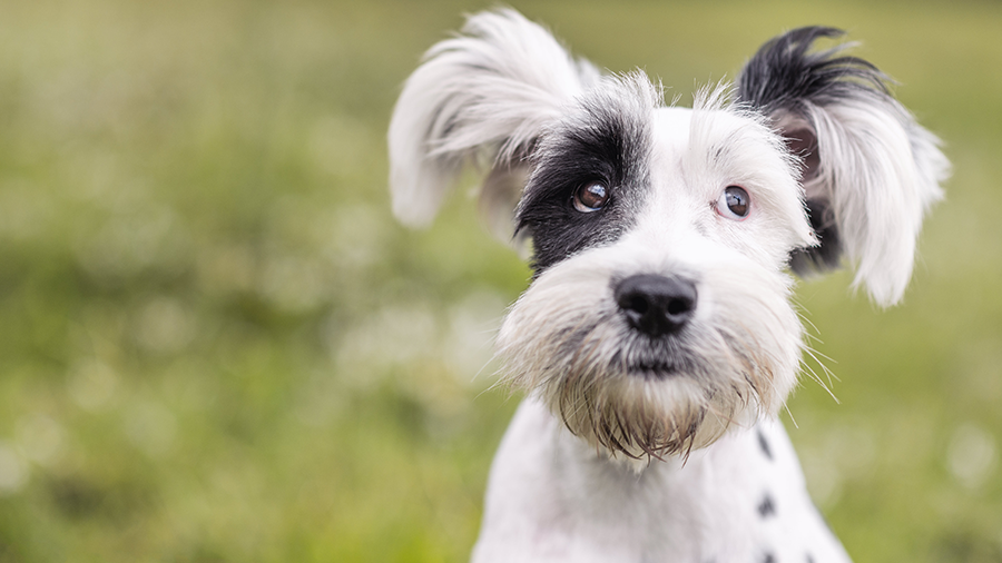 Tudo o que você precisa saber sobre insuficiência renal em cães