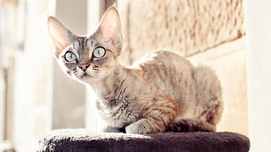 Devon Rex: um gatinho notável