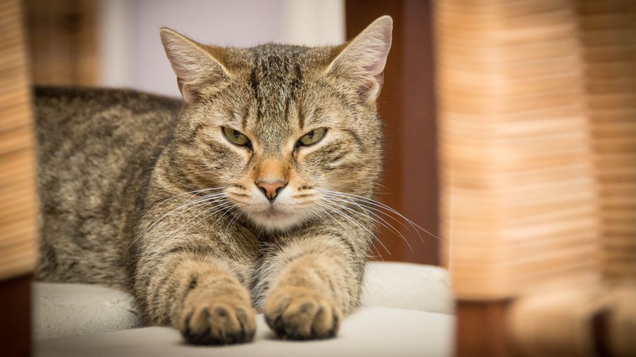 10 formas que seu gato demonstra que algo está errado