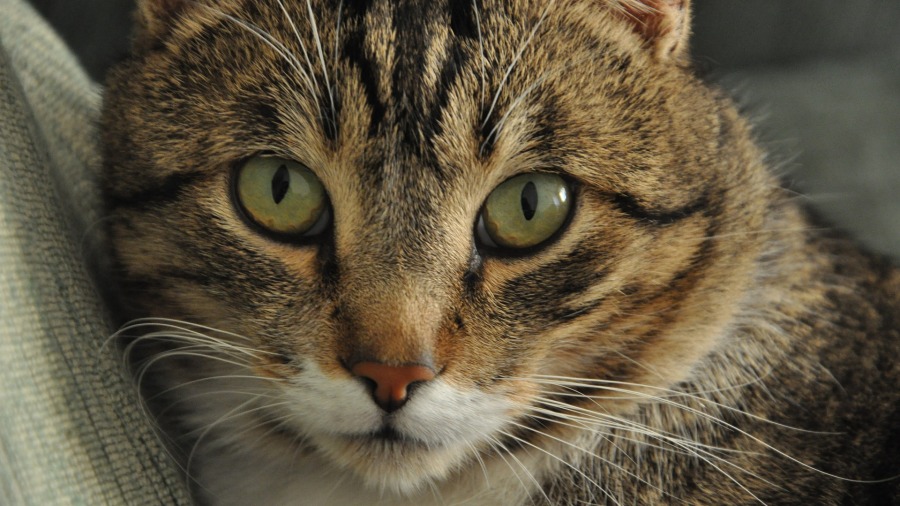 Olhos dos felinos: cores e curiosidades