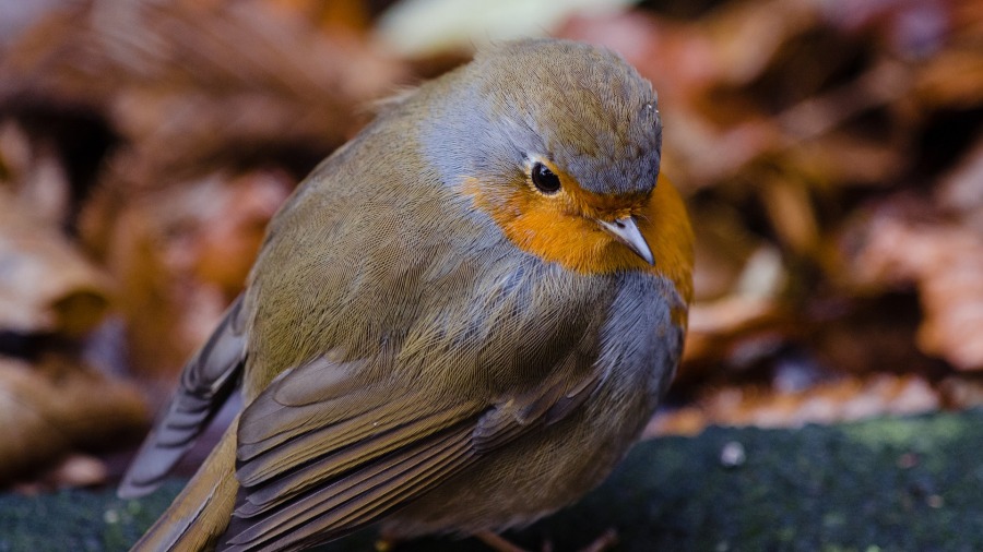 Fuga e queda são problemas comuns e evitáveis para aves