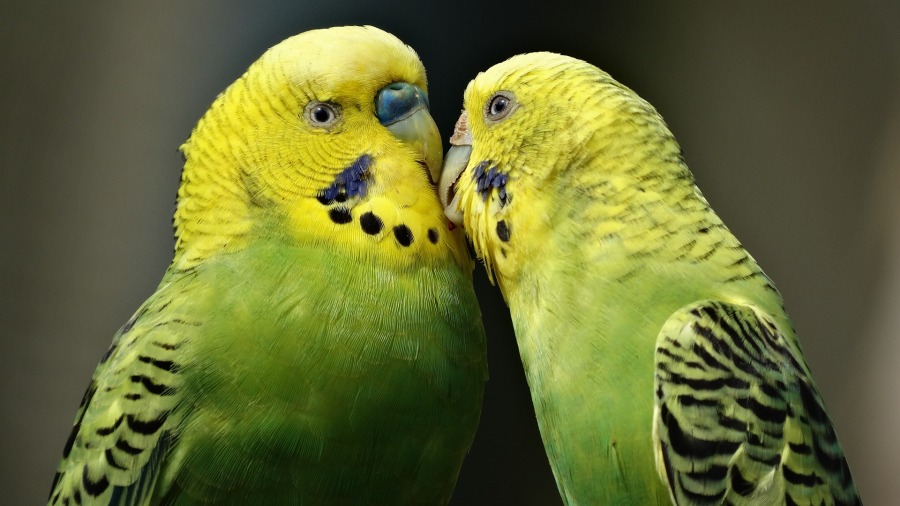 Como criar uma relação de afeto com a sua ave?