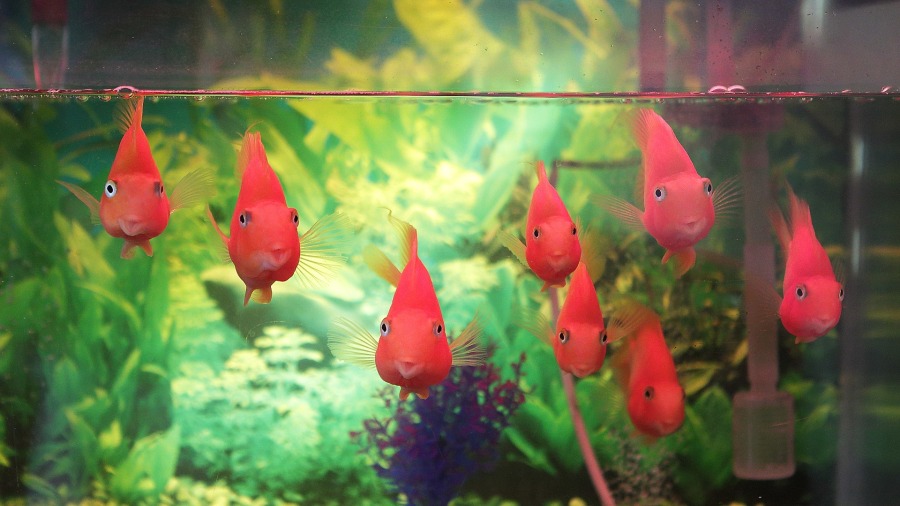 Por que ter aquários em escritórios?