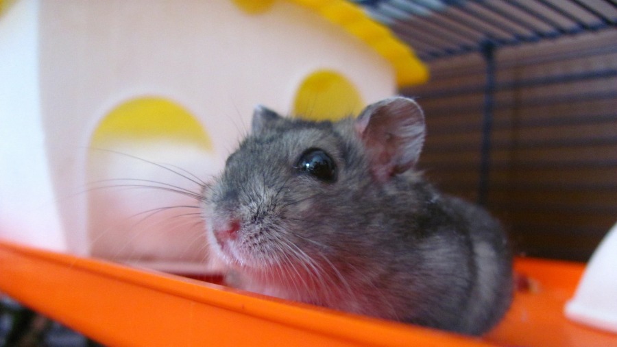 Estresse térmico em roedores: como evitar?