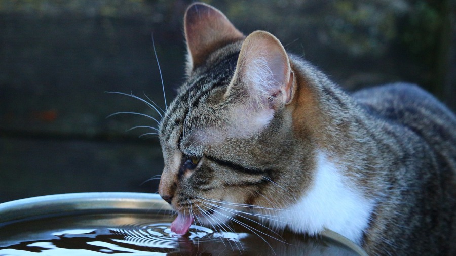 Ajude seu gato a se manter hidratado