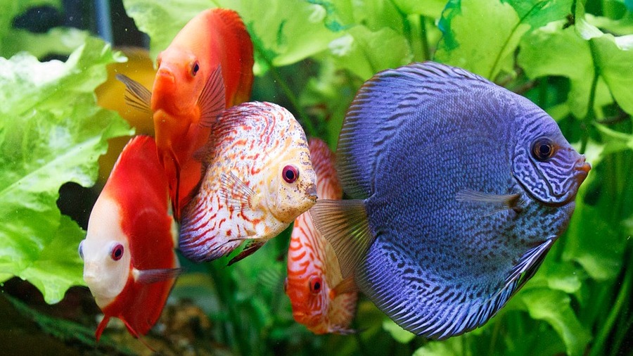 Por que alguns peixes têm cores, e outros não?