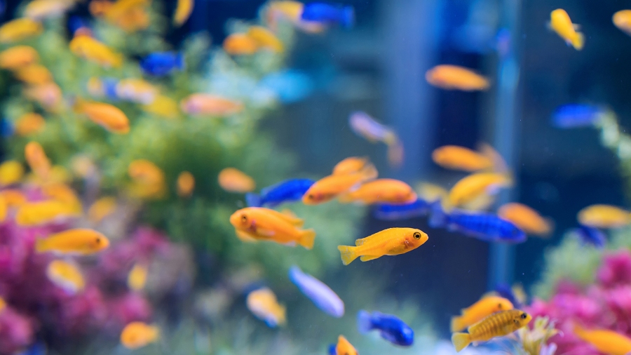 Peixes brigões ou sociáveis: o que determina o comportamento dos animais?