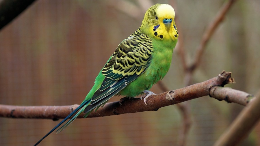Conheça o periquito, ave muito popular no Brasil