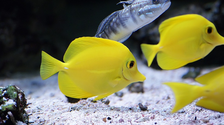 Conheça o Yellow Tang, um peixinho de cores vibrantes