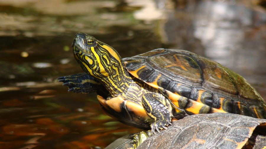 Tartarugas d’água: conheça os hábitos e cuidados com esses pets