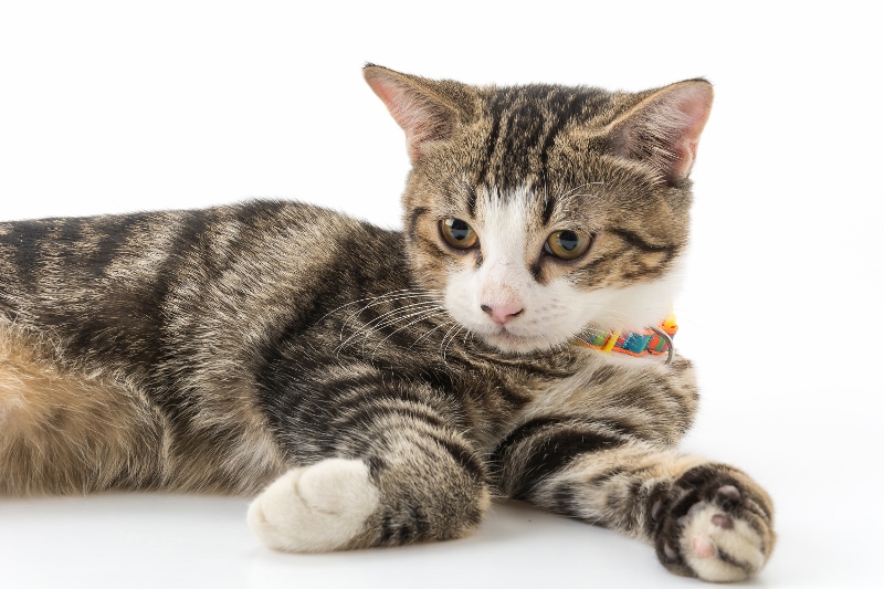 Há diferença entre o comportamento de gatos de raça e vira-latas?