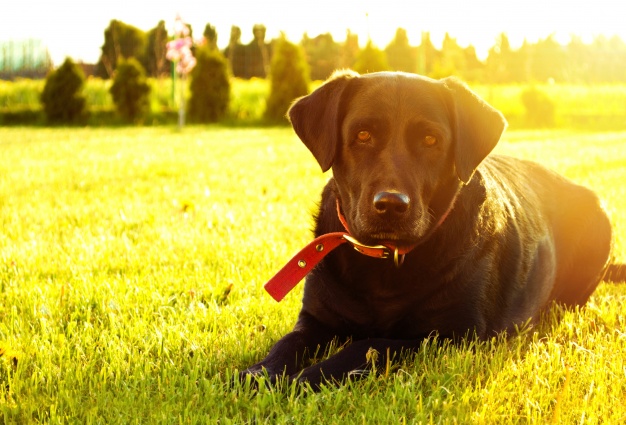 Labrador pode ser ótimo terapeuta, mas precisa de muito treinamento