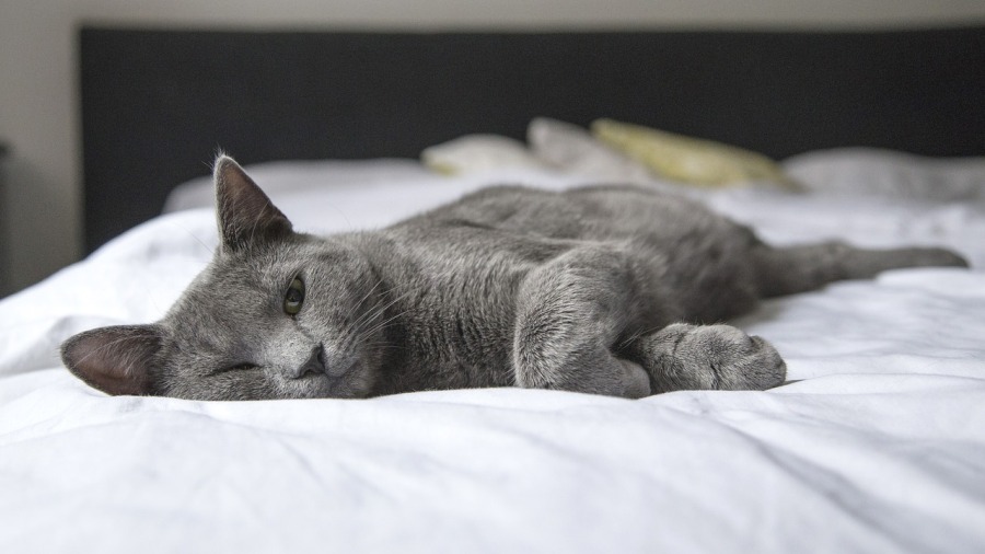 Febre em gatos: causas, como evitar e como tratar