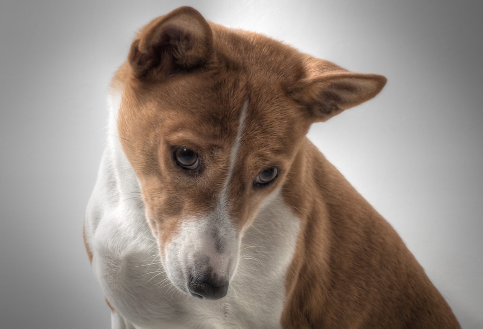Conheça o Basenji, um cãozinho calmo e cheio de personalidade