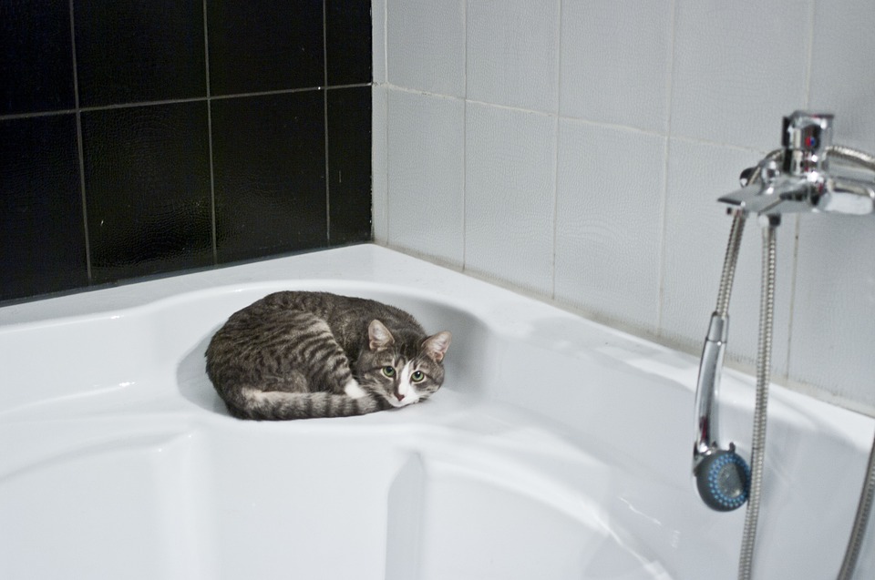 Como dar banho no seu gato – e sobreviver!