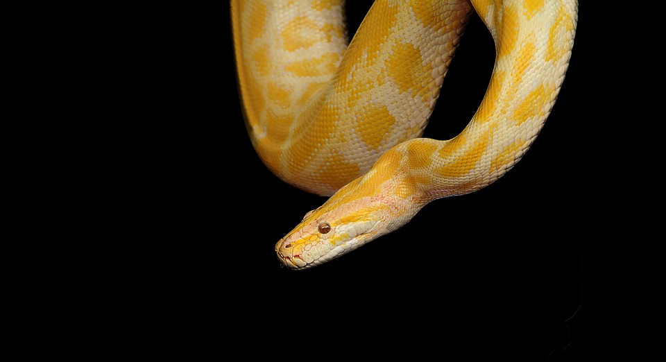 Estomatite em serpentes: causas e tratamento
