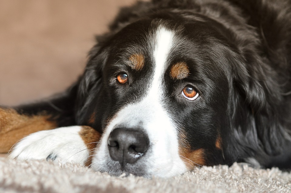 Dermatite atópica: saiba como cuidar do seu cão com essa doença genética