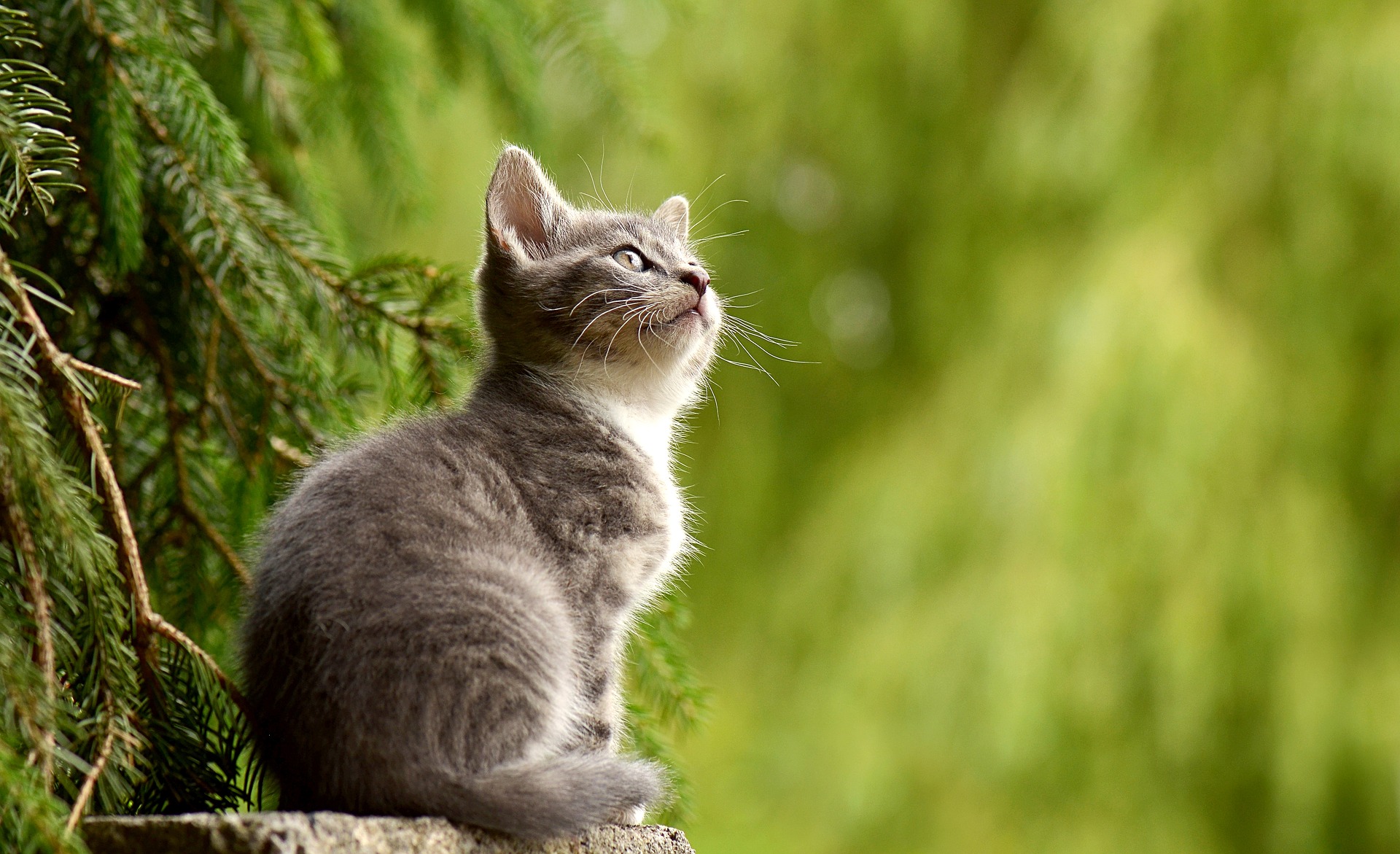 Qual a importância do carboidrato na dieta dos gatos?
