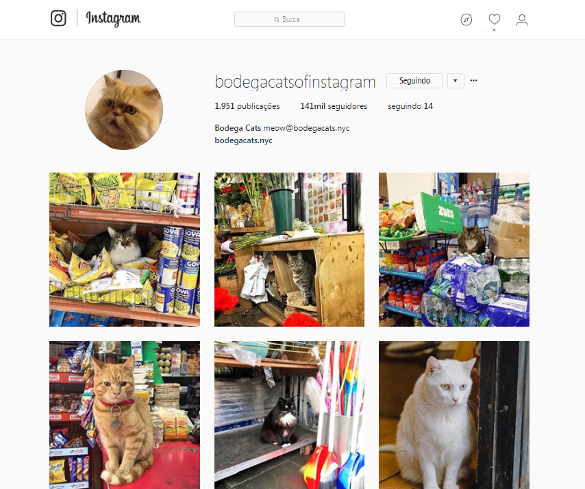 Uma história por trás de um Instagram de gatos