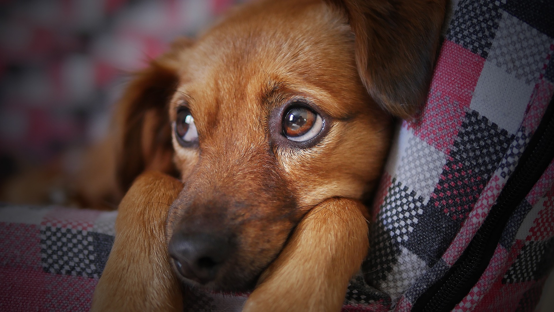Meningite em cães: sintomas e tratamento