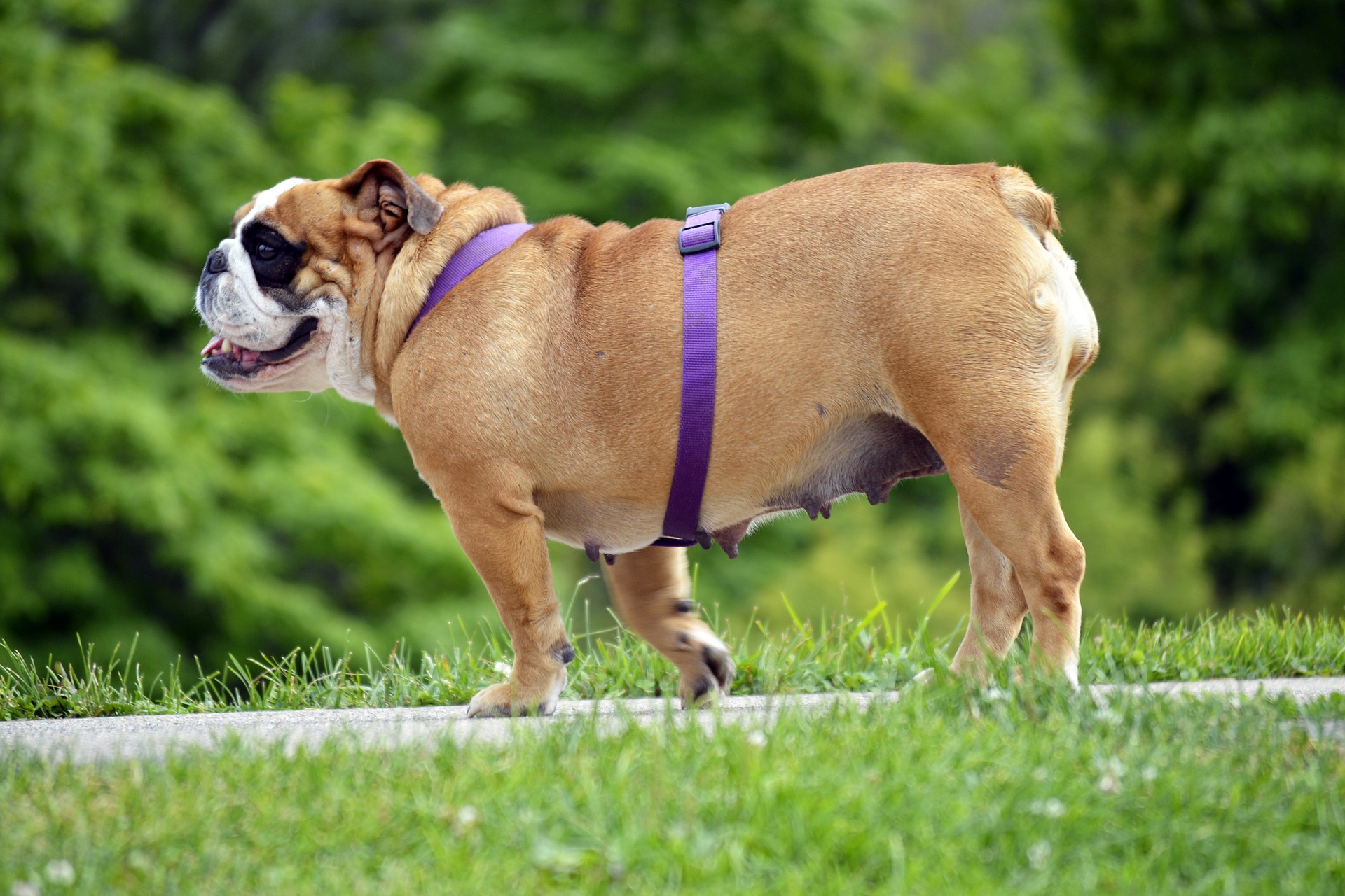 O que é excesso de gordura no tecido adiposo de cães